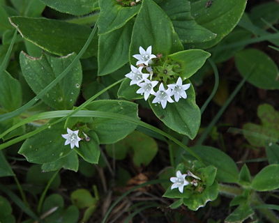 [A clump of white flowers which each have six petals and each petal comes to a point. In the center of each flower are multiple long white stamen which have a bulb at the end. There are three clumps of flowers but only one has more than one bloom.]